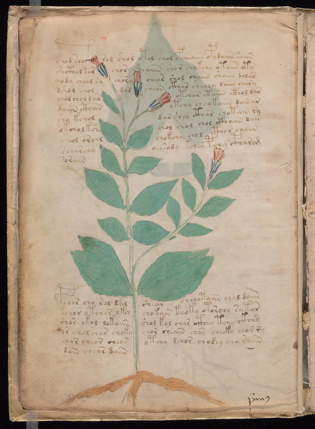 Herbal Page 16